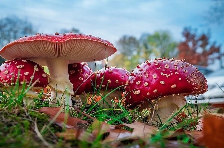 5 причин Акне